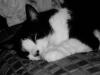 Sylvester 39