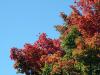Autumn Preview