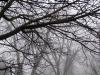 Trees and Fog