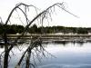 Trees and Ice