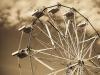 Ferris Wheel