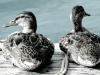 Ducks and Rope
