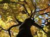 Yellow Tree